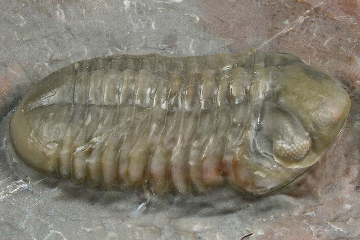 Unusual, Tiny-Eyed Phacopid (Eocryphops?) - Jorf, Morocco #368611